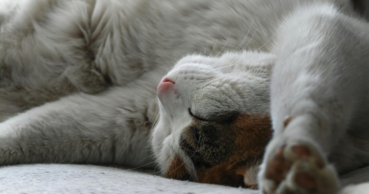 余白②｜みーちゃんと、増えていった猫たち